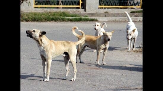 Child Attacked by Dogs; Locals Demand Action