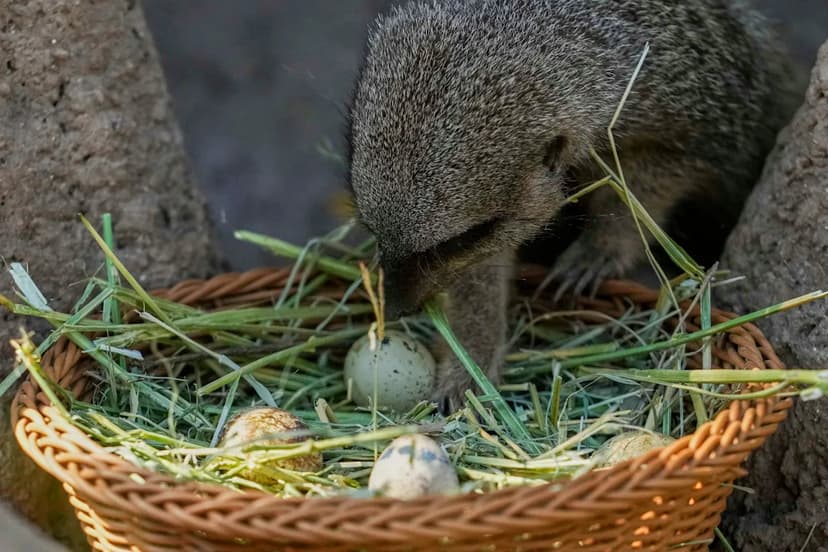 Zoo Animals Get Easter Treats in Egg Hunt