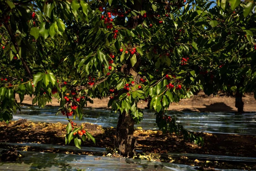 Chilean Cherries Face Double Whammy in China