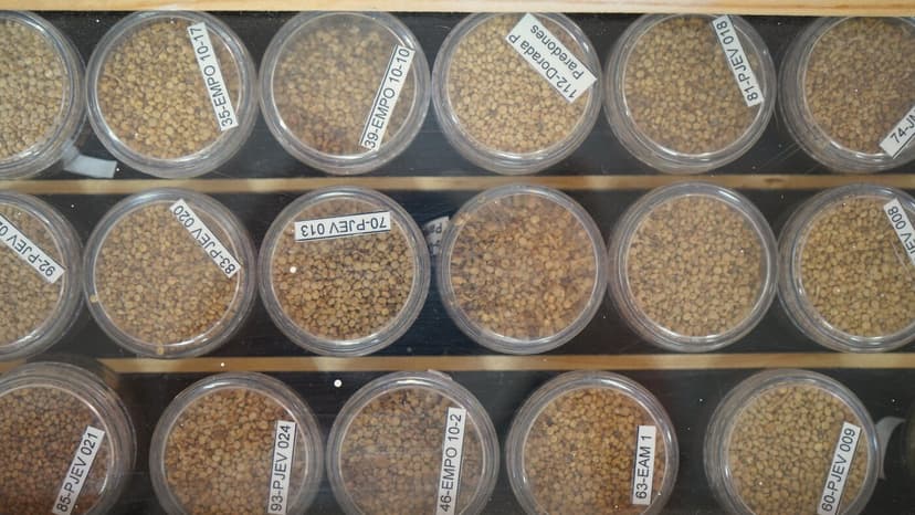 Chile's Noah's Ark: Seeds Saved from Extinction