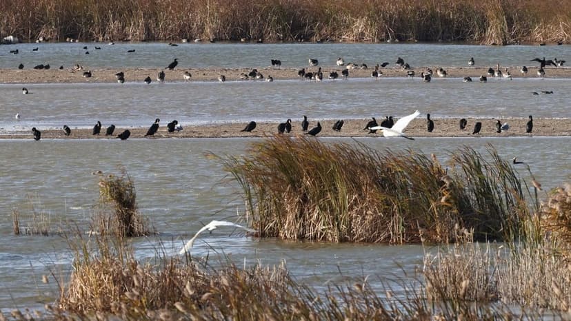 Drone Strike Spurs Drone Ban at Bird Haven