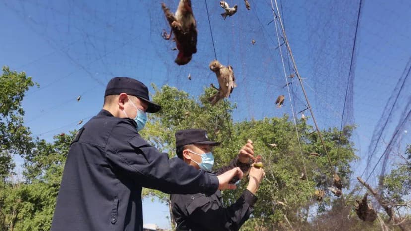 China Intensifies Fight Against Bird and Wildlife Crime
