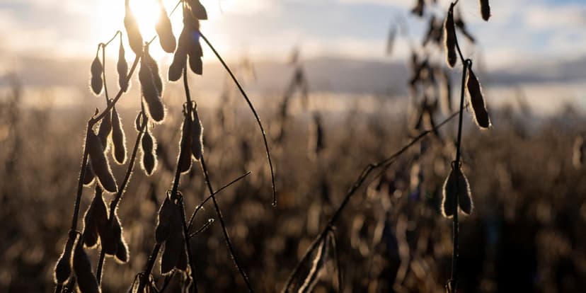 China May Buy 20 Million Tons More US Soybeans