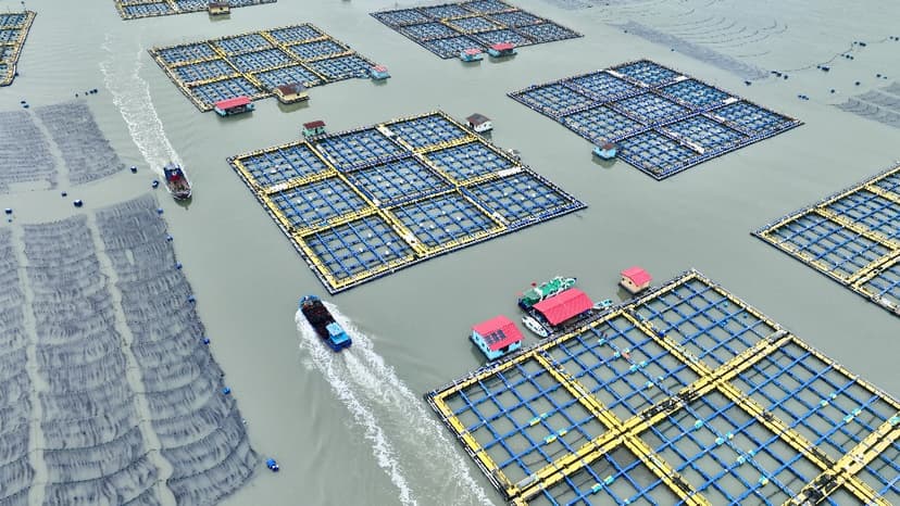 China's Aquaculture Revolution: Feeding the World Sustainably