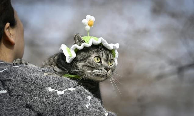 China's Pets Get Their Own 24/7 Streaming Channel