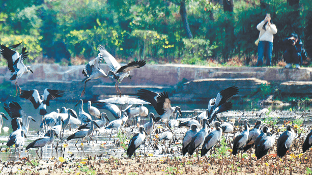 China Protects 1M Hectares of Wetlands