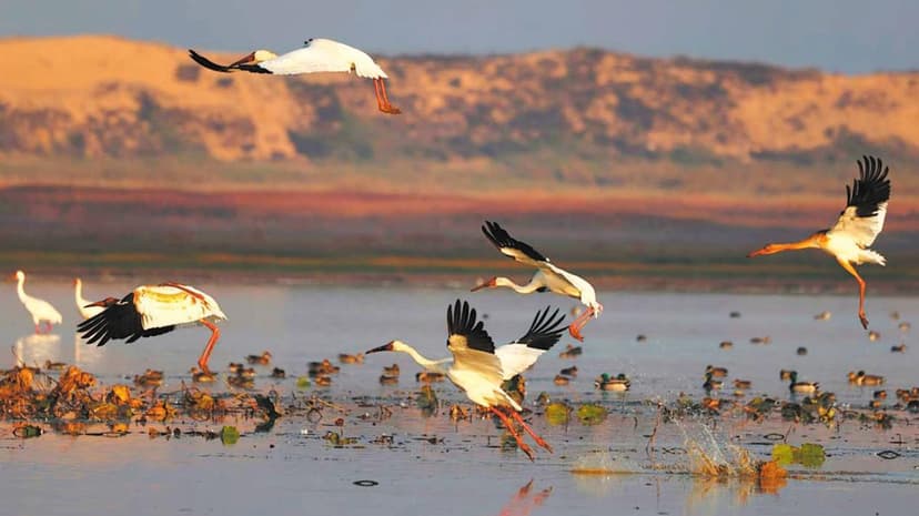 China's Wildlife Thrives: 988 Species Protected