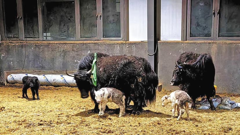 China Clones Yaks: Plateau Livestock Revolution!