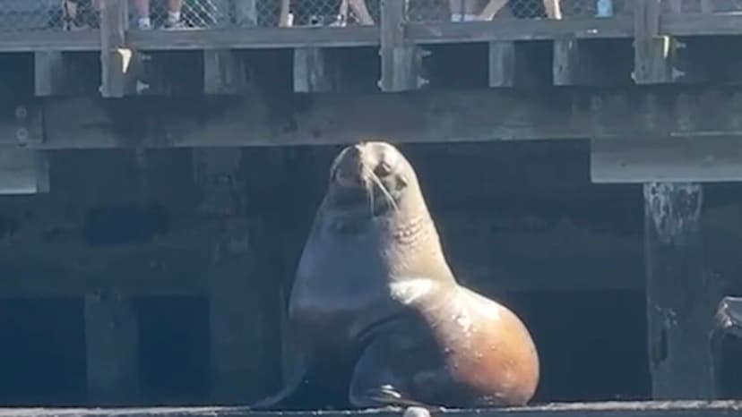 SF's New Celebrity: The 2000lb 'King of the Dock'