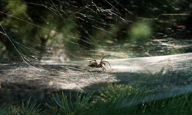 Expert Warns: Your Fir Might Be Crawling!