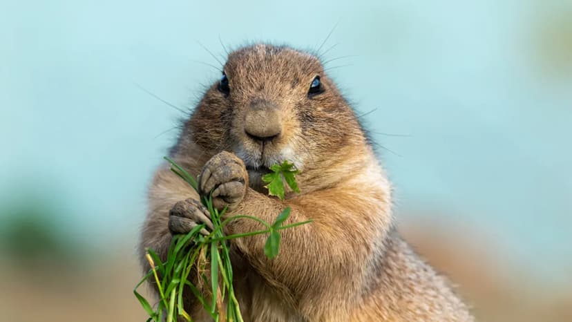 Viral Prairie Dog 'Chunk' Captures Hearts with Villainous Charm