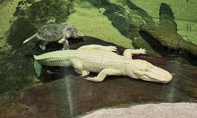 Beloved Albino Alligator Claude Dies at 30