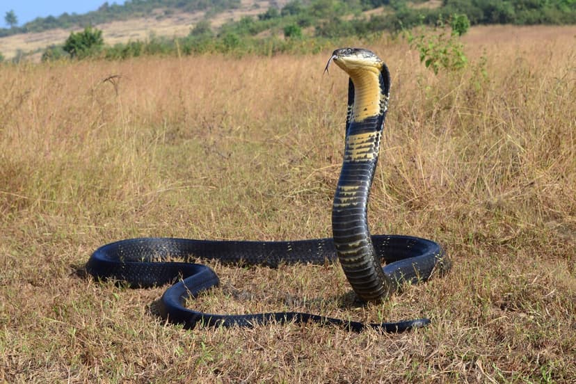 Snakes Slither Coastward: Deadly Encounters Loom