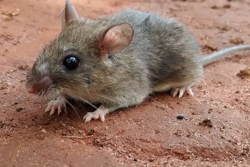 Climate Change Fuels Rodent Outbreaks, Experts Warn