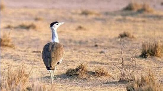 Species Face Extreme Weather Apocalypse by 2050