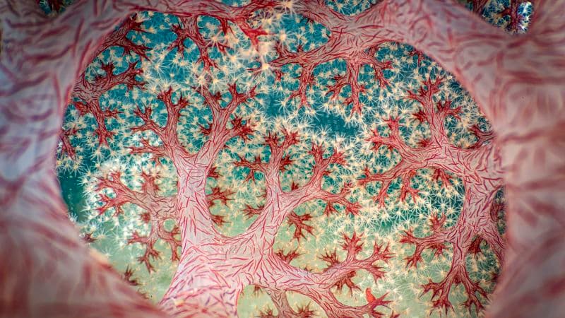 Close-Up Photography Reveals Hidden Worlds