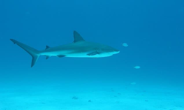 Sharks Found With Cocaine in Bahamas Waters