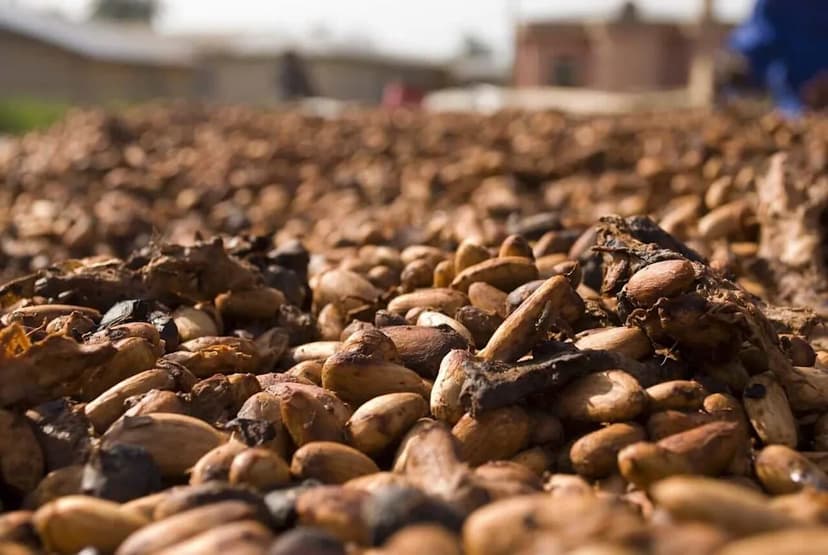 West African Rains Boost Cocoa Yields, Lower Prices