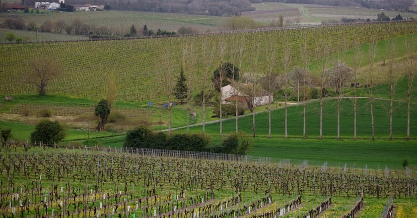 Cognac Producers Pay to Uproot Vines Amid Demand Slump