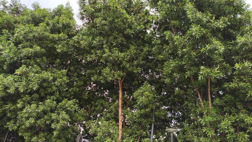 Conocarpus Trees Spark Health & Eco Fears in Coimbatore Lakes