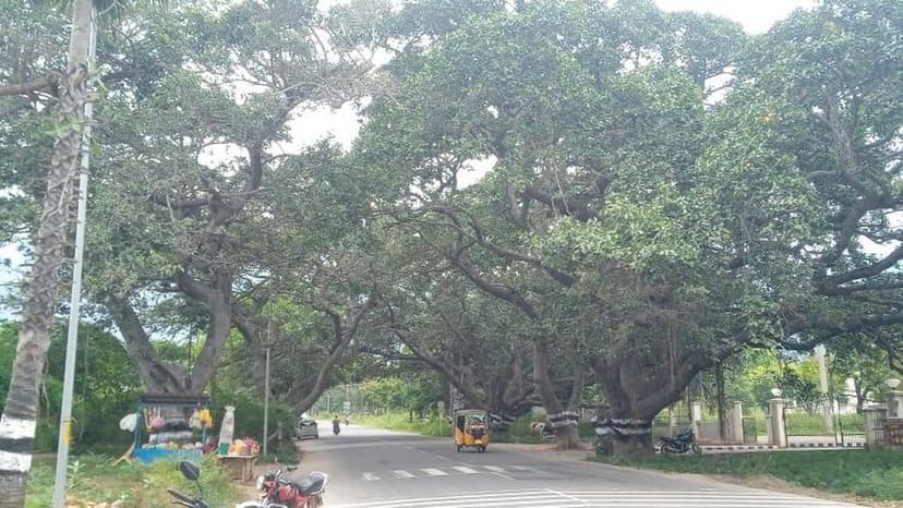 Coimbatore Trees vs. Road Widening: A Green Battle