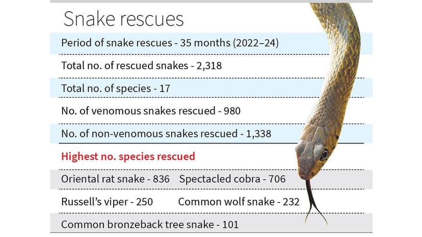 Coimbatore Urban Sprawl Fuels Human-Snake Encounters