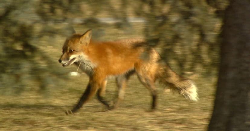 Colorado Commission Votes to Consider Fur Sale Ban