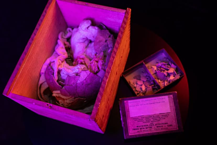 Moa Egg Acquired for Extinct Bird Revival