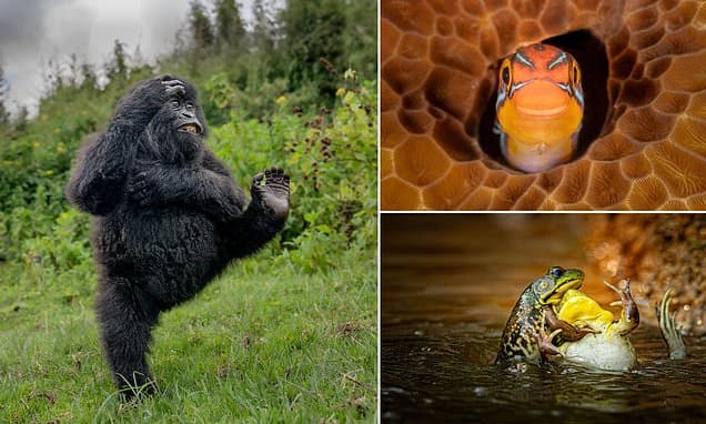 Wild Laughs: Comedy Wildlife Awards Winners Revealed!