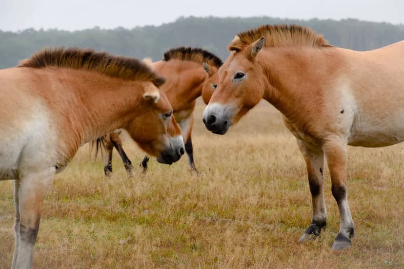 Species Revival: Communities Fight Extinction