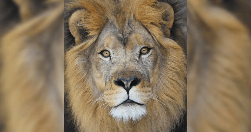 Beloved Lion Euthanized After Cancer Diagnosis