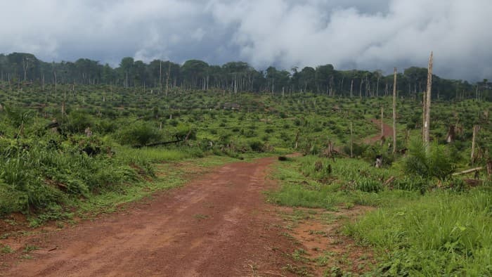 Congo Basin Deforestation Threatens Global Cocoa Supply