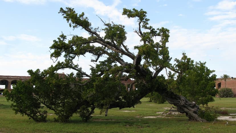 India's Beloved Conocarpus Trees Now Face Bans