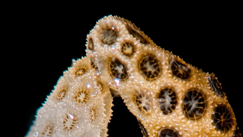 Tiny Corals Heal Each Other in Groundbreaking Study
