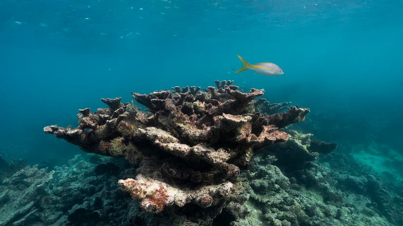 2026: The Year Coral Reefs Could Vanish?