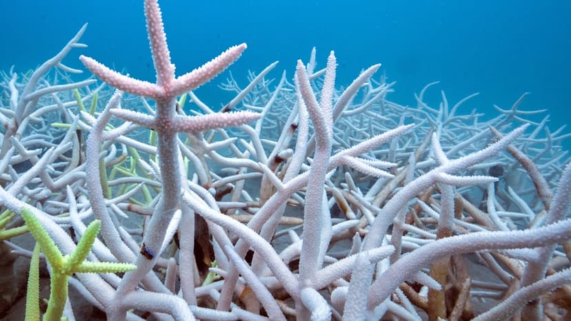 Half of World's Coral Reefs Hit by Bleaching