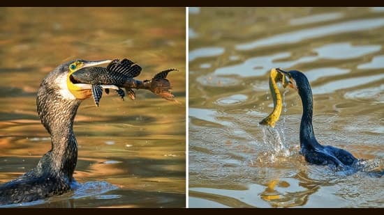 Cormorants Reveal Hidden Invasive Fish in Sukhna Lake