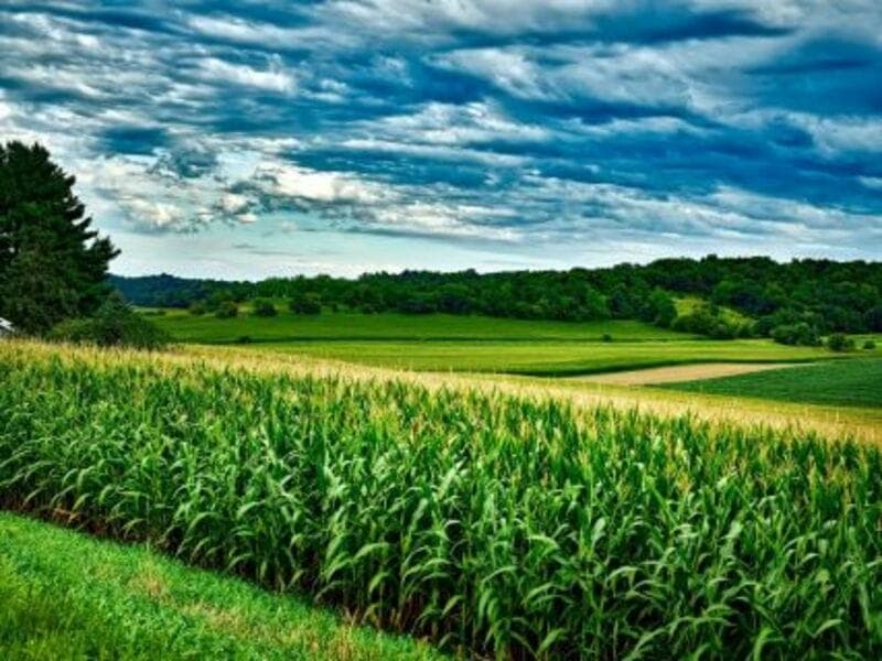 Corn Prices Dip as Crude Oil Falls Sharply