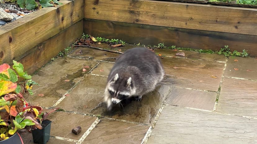 Raccoon Roams Cornwall Garden, Sparks Search
