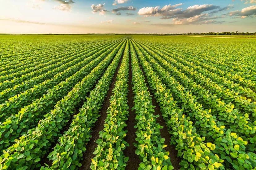 Corteva Splits Into Two Ag Giants