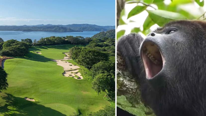 Costa Rica Golf: Hear the Howlers Roar!