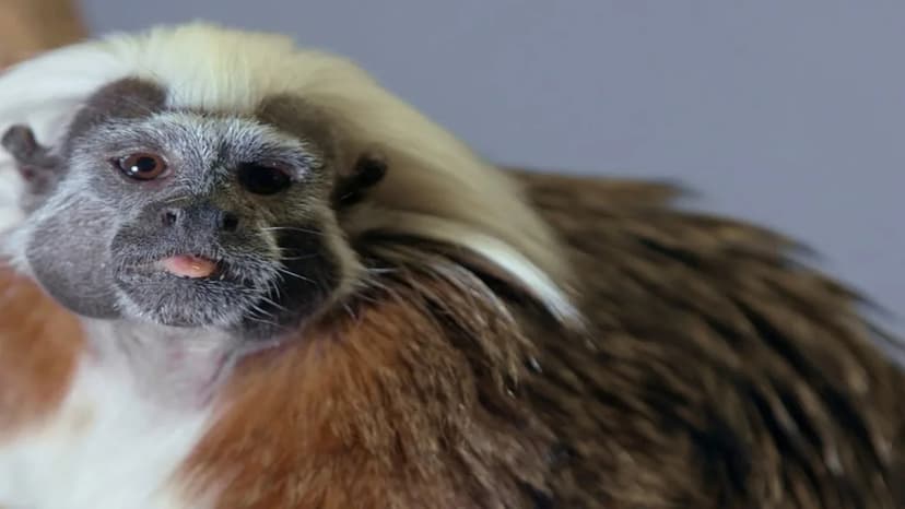 Tiny Tamarin's Fight for Survival