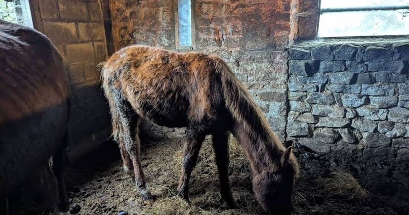 Dozens of Animals Found Starving in Horrific County Durham Farm Case