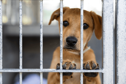 Court Slams Shelter for Animal Custody Failures