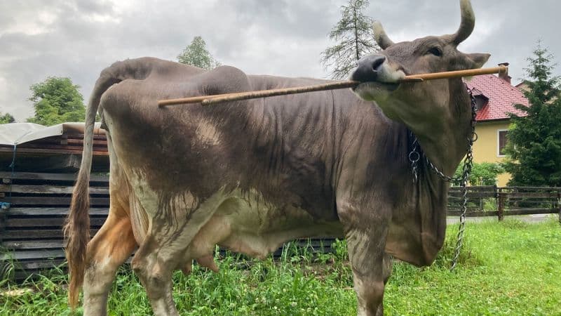 Cow Uses Tools to Scratch Itch, Astounding Scientists