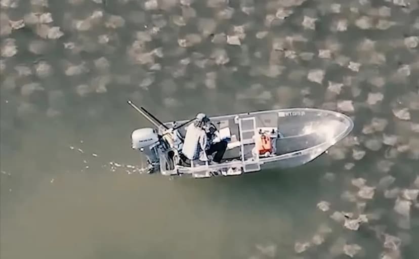 Ocean's Living Blanket: Cownose Rays Mystify