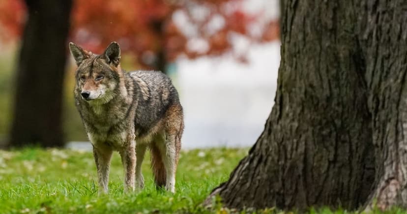 Coyote Attacks Surge: Experts Debate Lethal Removal
