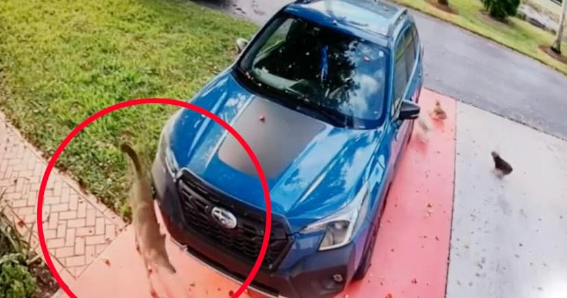 Coyote Kills Dog in Boynton Beach: Residents Fear Bold Wildlife