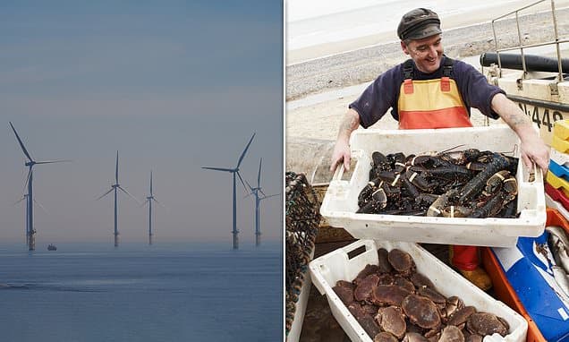 Crab Catches Plummet as Offshore Wind Farms Expand