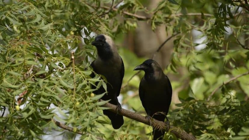 Crows: Rayalaseema's Unlikely Foresters